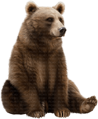 björn-djur - ingyenes png