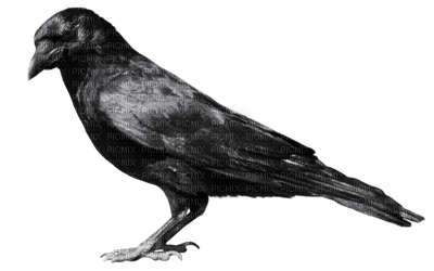 Ravens - kostenlos png