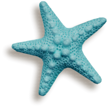 deco  estrella del mar dubravk4 - kostenlos png