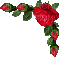 coin roses - GIF animado gratis