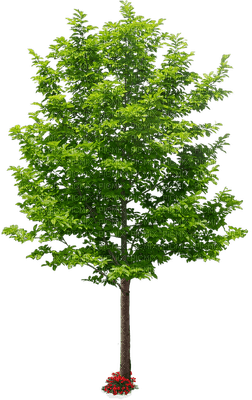 Kaz_Creations Trees Tree Colours - zadarmo png