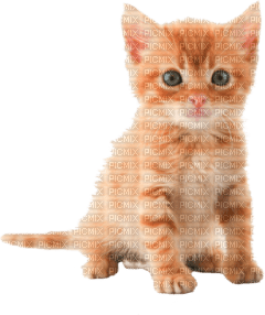 Kaz_Creations Cat Kitten - безплатен png