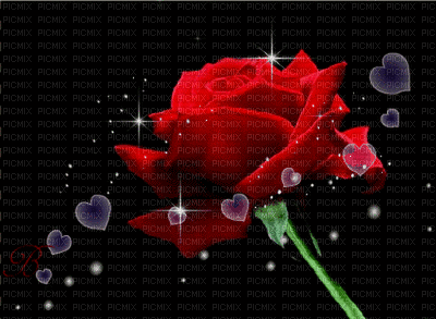 RED ROSE - Darmowy animowany GIF
