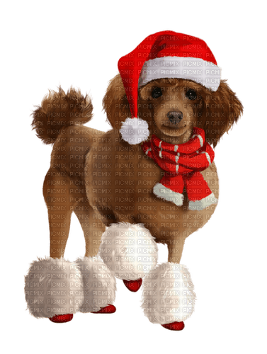 Christmas. Dog. Leila - ilmainen png