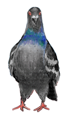 птичка - 無料のアニメーション GIF
