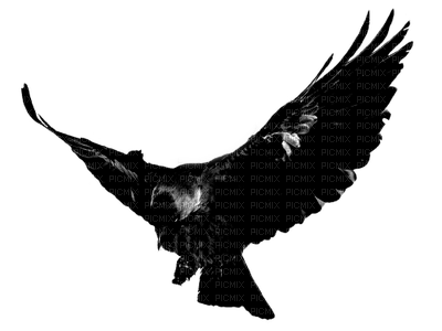 Ravens - δωρεάν png