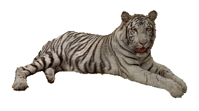 Tiger - Бесплатни анимирани ГИФ