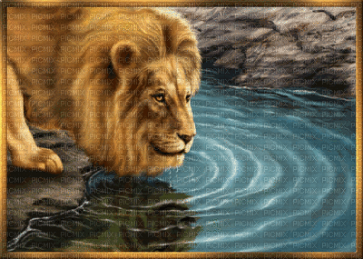 lion bp - GIF animé gratuit