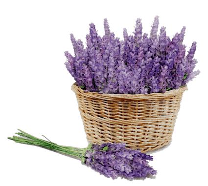 Lavender bouquet and basket - besplatni png