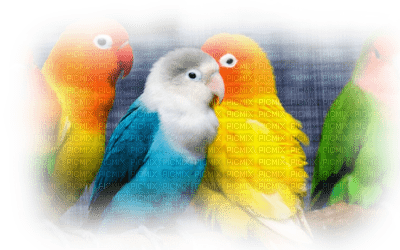 Kaz_Creations Paysage Scenery Birds Bird Parrots - PNG gratuit