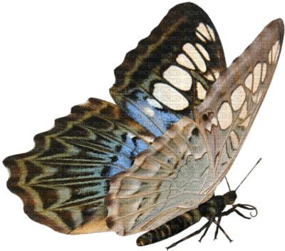 mariposa - png gratuito