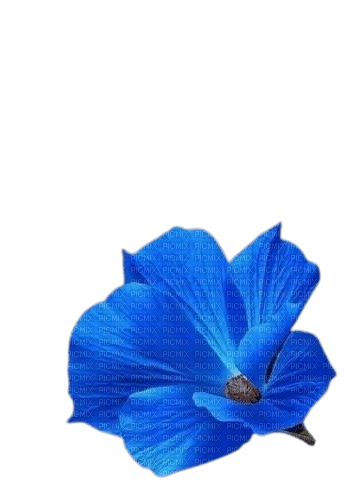 fleur bleue - gratis png
