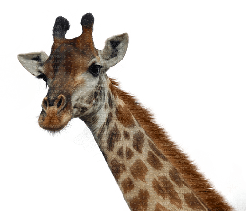 girafe - δωρεάν png