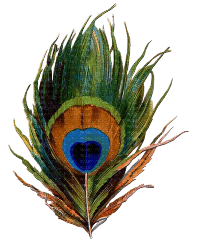 Peacock.Feather.Paon.plume.Victoriabea - безплатен png
