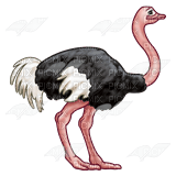 Kaz_Creations Ostrich  Birds Bird - ingyenes png