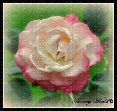 Pink Rose Single - δωρεάν png