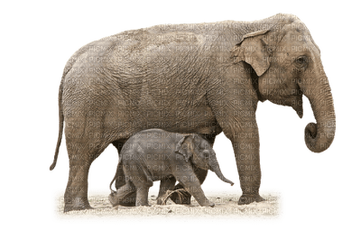 minou-Elephant-animal - gratis png