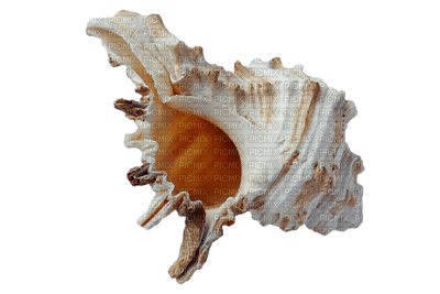 conch - png grátis