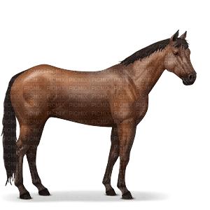 brown horse - png ฟรี