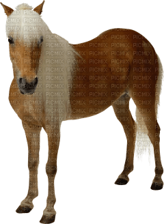 horse katrin - PNG gratuit