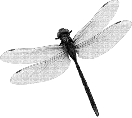 Libelle - GIF animado grátis