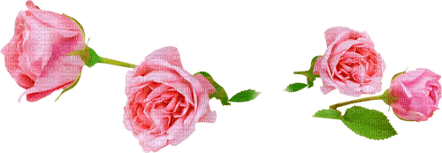 Roses.Pink - ilmainen png