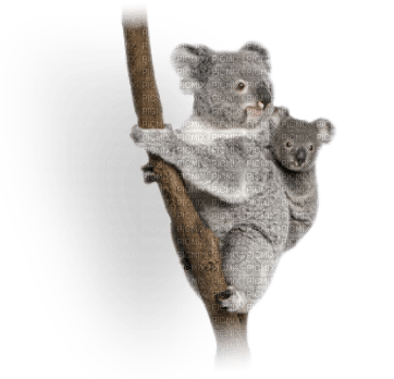 Kaz_Creations Animals Koala Bears - бесплатно png