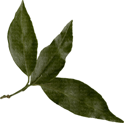 minou-leaves-blad-foglie - 無料png