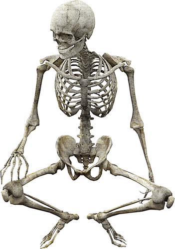 Skeleton Bb2 - Free PNG
