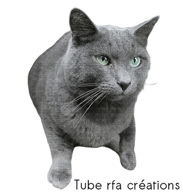 rfa créations - mon chat Ollie - darmowe png