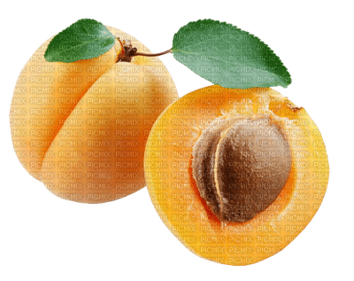 fruit apricots bp - фрее пнг