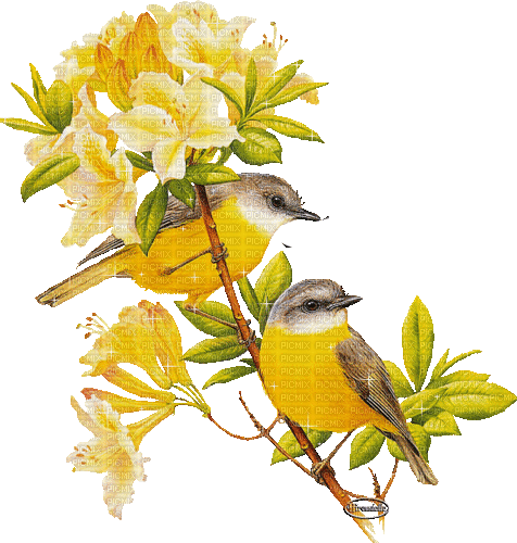 MMarcia gif flores fleurs flowers bird  pássaro - Бесплатный анимированный гифка