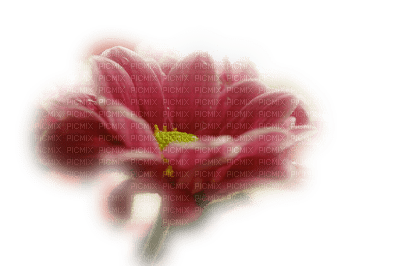 fleur,flower - zadarmo png