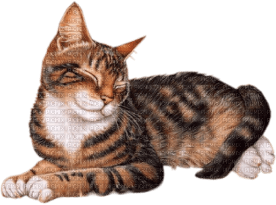 gato,cats-l - 無料png