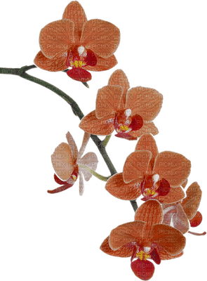 orquidea - 免费PNG