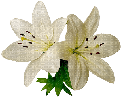 Blue DREAM  70 _ flowers_lily - zdarma png