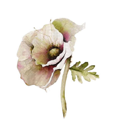 fleurs anémone - darmowe png