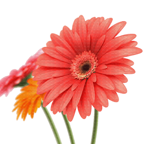 gerbera flower sunshine3 - ilmainen png