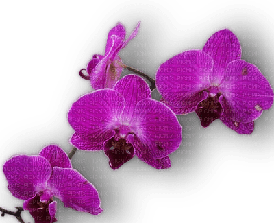 Orchid.  3 Nitsa - фрее пнг