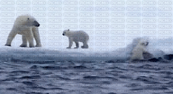 polar bear bp - Bezmaksas animēts GIF
