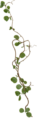rama hojas verdes  dubravka4 - δωρεάν png