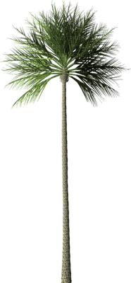 palmu, palm - ilmainen png