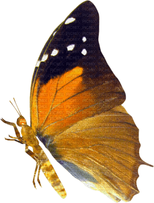mariposa - 無料png