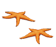 starfish étoile de mer seestern