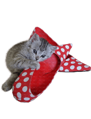 Kaz_Creations Cats Cat Kittens Kitten Shoes - gratis png