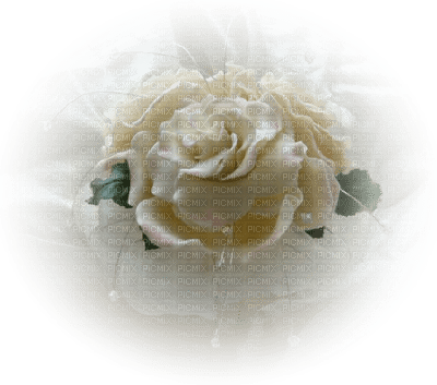 rose blanche.Cheyenne63 - бесплатно png