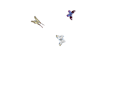 farfalla - GIF animado grátis