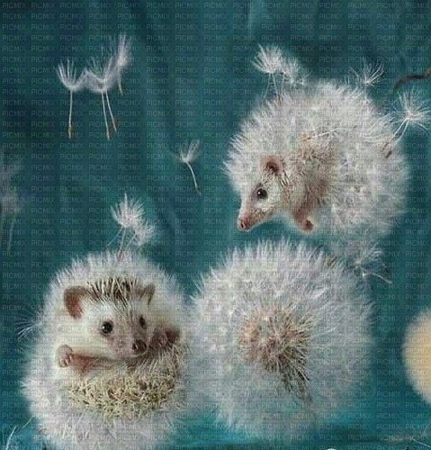 Hedgehog Dreams - 無料png