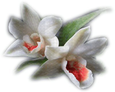 orquidea - besplatni png