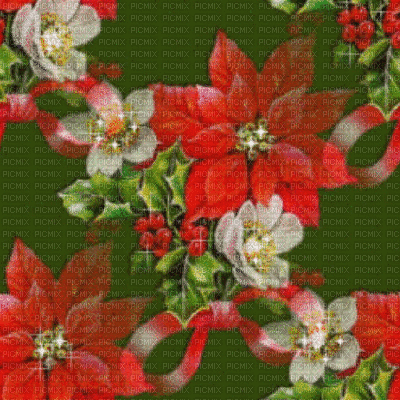 christmas star flower fleur plant glitter red   image    fond background  christmas noel xmas weihnachten Navidad рождество natal gif anime animation animated - GIF animé gratuit